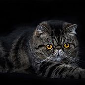 Sesión de Fotos de Gatos. Photograph project by diegofernando10 - 12.03.2019