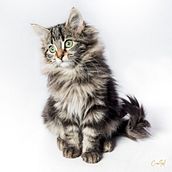 Mini Sesión Gatuna. Un progetto di Fotografia di ritratto di Francisco José García Alcaraz - 04.12.2019