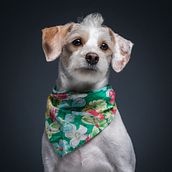 Cosmo el Criollo. Photograph, and Portrait Photograph project by Sebastián Moreno Escobar - 12.10.2019