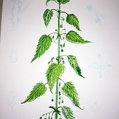 Urticaria Ein Projekt aus dem Bereich Traditionelle Illustration von camila gonzález - 05.12.2019
