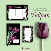 Tulipán negro: Proyecto del curso "Ilustración botánica con acuarela". Fine Arts, Traditional illustration, and Watercolor Painting project by Paula Catalán Aedo - 12.06.2019