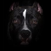 FOTO MARGOT, PROJETO INTRODUÇÃO A FOTOGRAFIA DE PETS!. Projekt z dziedziny Fotografia użytkownika ROBERTO LAVOR - 06.12.2019