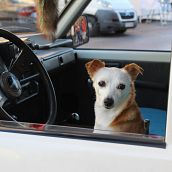 Mi Proyecto del curso: Introducción a la fotografía de perros. Portrait Photograph project by Mirian Romero - 12.08.2019