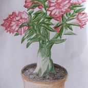 Guardabarranco o Torogoz. Foto original de Walter Lara, fotógrafo salvadoreño de vida silvestre. Pintada en acuarela y pastel. . Artistic Drawing project by Rafael Henríquez García - 10.10.2019