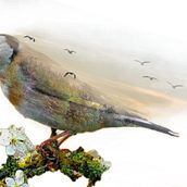  La plegaria del pájaro. Un proyecto de Cine, vídeo, televisión, Animación, Post-producción fotográfica		, Cine, VFX, Animación de personajes, Animación 3D, Modelado 3D, Edición de vídeo y Postproducción audiovisual de Juan María Algaba Martínez - 08.05.2022