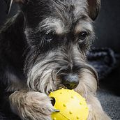 Mi Proyecto del curso: Introducción a la fotografía de perros. Photograph project by Nina Roze - 12.19.2019