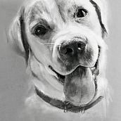 Perritos. Fine Arts, Creativit, Drawing, Pencil Drawing, Artistic Drawing, Portrait Drawing, and Digital Illustration project by Irene Gómez - 12.20.2019