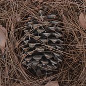 Pinecone. Een project van Stop-motion van Shaked Hyman - 25.12.2019