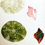 Mi Proyecto del curso: Carvado de sellos y técnicas de estampación. Fine Arts, Creativit, and Printing project by Lara Vera - 12.26.2019