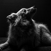 Meu projeto do curso: Introdução à fotografia de cachorros. Fotografia, Fotografia artística, e Fotografia de retrato projeto de Daniel Carvalho - 31.12.2019