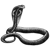 Asian animals . % Carmen Marina Contreras tarafından hazırlanan Sanatsal Çizim, Dijital İllüstras, on, Çizim, Geleneksel illüstras, Ve on projesi - 01.06.2020