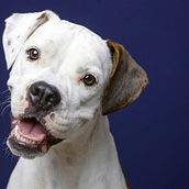 Mi Proyecto del curso: Introducción a la fotografía de perros. Photograph project by leinebertotti - 01.07.2020