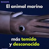 Calamares gigantes. Video project by markosso - 01.09.2020