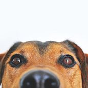 UNITED PETS OF DOMESTIKA - Raquel Cerceda. Advertising project by Raquel Cerceda - 01.19.2020
