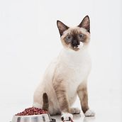 Tu Mascota, Mi Modelo♥. Photograph, Studio Photograph, and Digital Photograph project by Josselyn Melany Echeverri Jaramillo - 01.24.2020