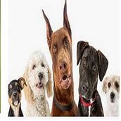 COMIDA PARA PERROS. Un progetto di Bozzetti di ceciliacvf - 29.01.2020