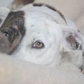 Leica & Lola. . Photograph project by Adriana Bastidas - 02.01.2020