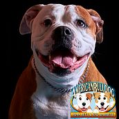 Mi Proyecto del curso: Introducción a la fotografía de perros. Web Design project by info_990391 - 02.09.2020