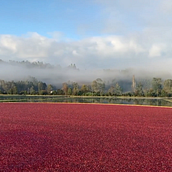 Edición - The Behind The Scenes Ocean Spray. Un proyecto de Edición de vídeo de Juan Carlos Zerpa Alfonzo - 20.07.2017