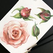 Julia's rose (ilustración botánica). Desenho realista, Ilustração tradicional, Ilustração botânica, Pintura, e Pintura em aquarela projeto de Evgenia Veselkova - 13.02.2018