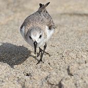 Una tarde de aves. Un proyecto de Fotografía de John Paredes - 16.02.2020