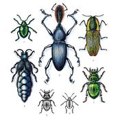 Coleoptera. Traditional illustration, Botanical Illustration, and Watercolor Painting project by Yahir Esquivel - 02.10.2020