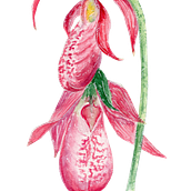 My project in Botanical Illustration with Watercolors course. Een project van Traditionele illustratie van Toma - 04.03.2020