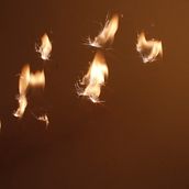 Mariposas de fuego . Food Photograph project by dlinogabriel - 03.06.2020