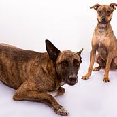 Fotos de Nuska, Danko y Thor, mis tres amores!!!. Photograph project by Paqui Garcia Matas - 03.10.2020