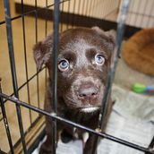 Albergue "United Pets of Domestika" Ein Projekt aus dem Bereich Werbung von Moises Zuñiga Arreguín - 10.03.2020