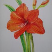 Amaryllis Ein Projekt aus dem Bereich Bildende Künste, Zeichnung, Bleistiftzeichnung, Artistische Zeichnung, Design, Produktdesign, Grafikdesign, Buchbinderei, Traditionelle Illustration, Botanische Illustration und Aquarellmalerei von Soraia Alonso - 11.03.2020