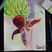 La flor del plátano . Traditional illustration, and Botanical Illustration project by Chavela Chávez - 03.12.2020