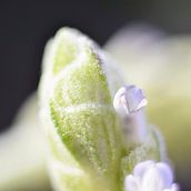 Mis primeras foto en macro. Photograph project by Angie Barroso - 03.13.2020