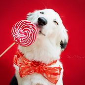 Mi Proyecto del curso: Introducción a la fotografía de perros, gracias por todo! me sirvió muchísimo en varias cosas  que me hacían falta definir.. Product Photograph, and Portrait Photograph project by Nayeli Rodríguez Acosta - 02.05.2020