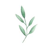 Small olive tree twig for a friend wedding card . Un progetto di Illustrazione botanica di frativ - 20.03.2020