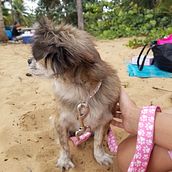 dog love. Instagram Photograph project by Natalia Santos Hiraldo - 03.21.2020