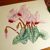 Ciclamen en acuarela. Painting, Fine Arts, Artistic Drawing, and Watercolor Painting project by Myriam - 03.23.2020