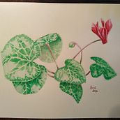 My project in Botanical Illustration with Watercolors course. Botanical Illustration, Traditional illustration, and Watercolor Painting project by Shael Ami - 08.30.2020