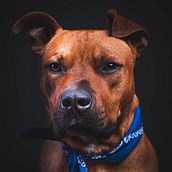 Scrappy, en busca de hogar. Un projet de Photographie de Esteban Sandoval - 25.03.2020
