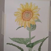 Aprendiendo acuarela botánica 2. Un proyecto de Bellas Artes, Creatividad e Ilustración botánica de paulibloom - 26.03.2020