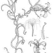 Flora de San Juan. Ilustração botânica projeto de Andrea Abarca - 26.03.2020