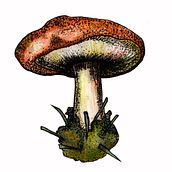 Proyecto personal de botánica. Botanical Illustration project by Ana Gabriela Fn - 03.26.2020