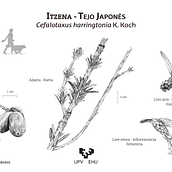 Ilustración Científica_Tinta. Fine Arts, Drawing, Realistic Drawing, Traditional illustration, and Botanical Illustration project by uli martinez - 03.29.2020