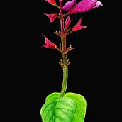 Mi Proyecto del curso: Ilustración botánica con acuarela. Botanical Illustration project by Jesús Guadalupe González Gallegos - 03.29.2020