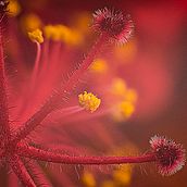 Mi Proyecto del curso: Introducción a la fotografía macro. Fotografia digital projeto de Osman Arita - 29.03.2020