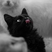 once upon a time... a cat. Photograph project by nadabenjannet - 03.31.2020