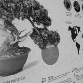 Infografía Bonsái. Infographics project by Pablo Durán - 07.05.2017
