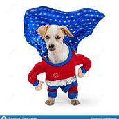 Mi proyecto: Aplicacion Super Perros - Albergue de perros. Creativit project by carlos_179727 - 04.03.2020