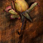 Rosa Marchita. Digital Photograph, Photograph, Traditional illustration, Editorial Design, Painting, T, pograph, Poster Design, Digital Illustration, Photomontage, and Matte Painting project by Elena Martinez Peña-Cajal - 04.05.2020