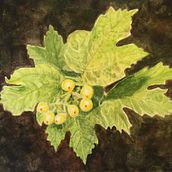 My project in Botanical Illustration with Watercolors course.  project by Jacqueline - 04.07.2020
